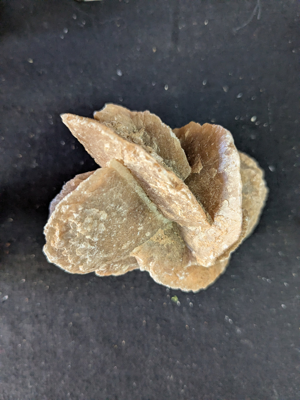 Desert Rose Selenite – 7.5cm 112g | One of a Kind