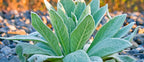 Organic Mullein Leaf Tincture - RESPIRATORY, VIRAL & INFECTIONS